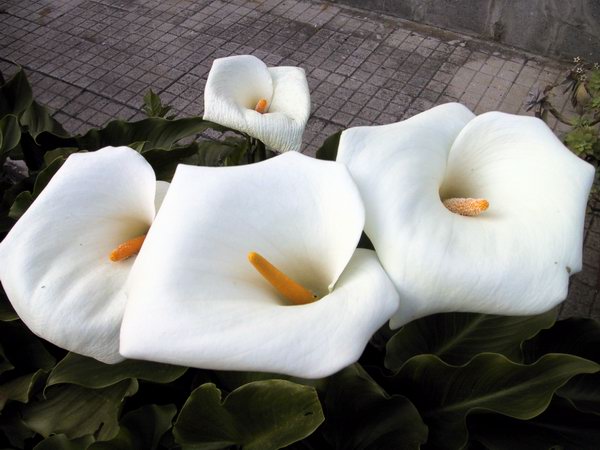 White Flowers