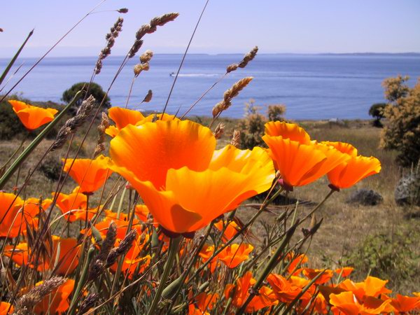 Flowers along the Pacific coast.