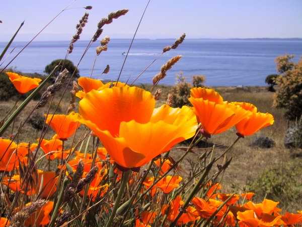 Flowers along the Pacific coast.